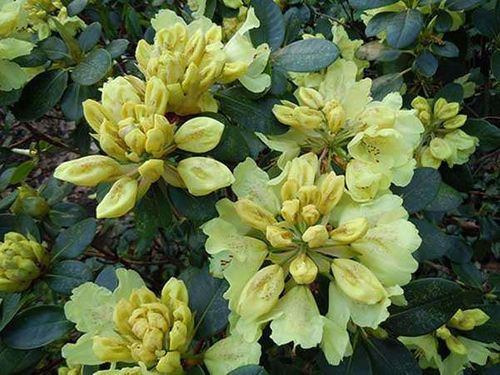 Różanecznik Goldkrone C3 E na Arena.pl