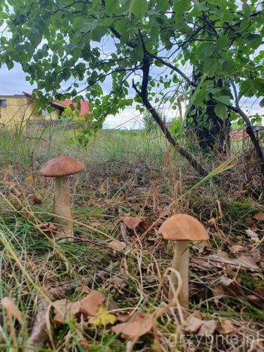 KOŹLARZ CZERWONY zagęszczona żywa grzybnia na Arena.pl