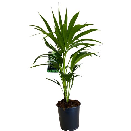 PALMA KENTIA (Kencja, Howea)  70/80cm na Arena.pl