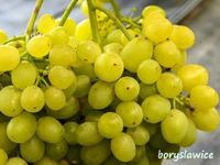 Winorośl 'Aloszenkin' (Vitis) w doniczkach P9, wysokość 60-80 cm