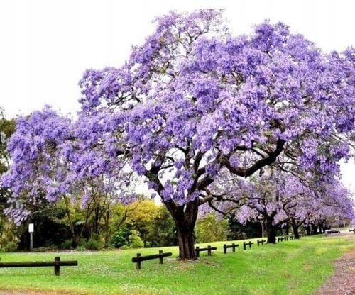 Drzewo tlenowe Paulownia Shan Tong Już zdrewniała przyrost roczny 3 na Arena.pl