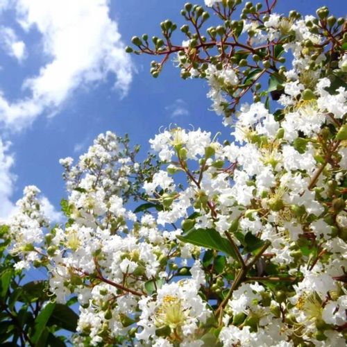 Lagerstroemia biała Alba Nivea 40-60cm P9 na Arena.pl