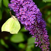 Budleja Dawida 'Purple Emperor' Fioletowa (Buddleja davidii) Poj. 2.0L
