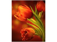 40X50CM CZERWONE TULIPANY OBRAZ