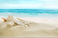 Fototapeta Plaża MORZE Muszle Piasek do Salonu 400x280