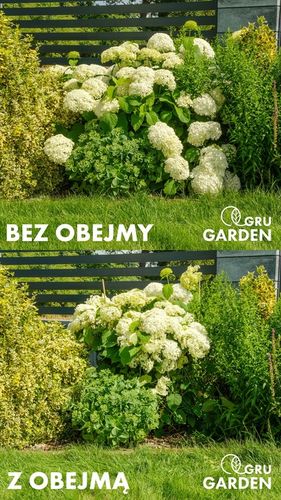 OBEJMA DO ROŚLIN UCHWYT 8 MM PODPORA ZIELONA HORTENSJE PIWONIE na Arena.pl