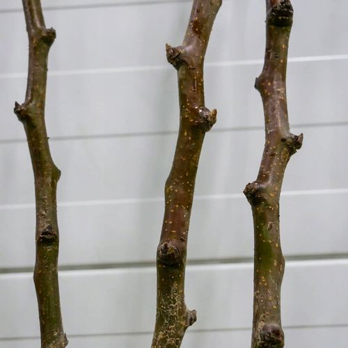 SADZONKI DRZEWKA OWOCOWE GRUSZA KLAPSA FAWORYTKA GIGANTYCZNE OWOCE na Arena.pl