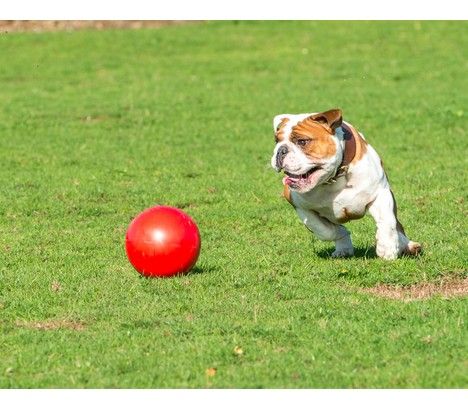 Boomer Ball M - 6" / 15cm czerwona na Arena.pl