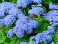 NASIONA Żeniszek Meksykański Mini NIEBIESKI 0,25 g Kwiaty 410008