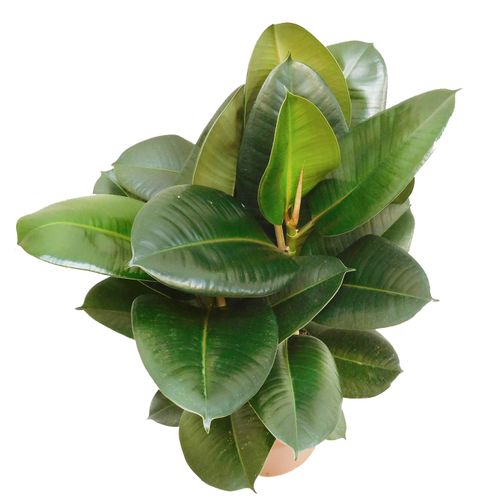 FIKUS ELASTIKA ROBUSTA 80 cm na Arena.pl