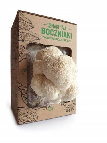 Zestaw do uprawy grzybów SNB soplówka jeżowata na Arena.pl