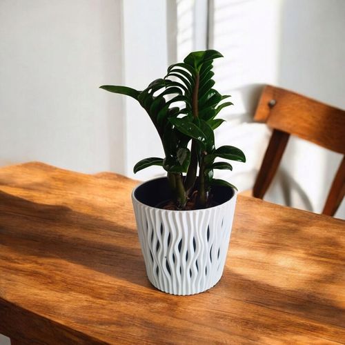 Zamioculcas zamiifolia Zenzi Gęsta sadzonka zamia zamioculus ZENZI na Arena.pl
