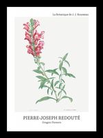 Plakat 13x18cm Design Dragon Flowers, Redoute Vintage do Salonu