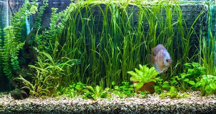Świetlówka LED 8520 akwarium 60cm I zdjęcie 9