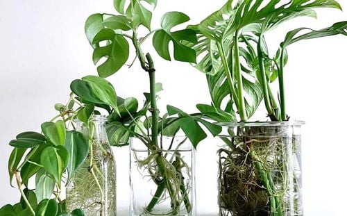 sum28 multiroots ukorzeniacz 100ml sumin na Arena.pl