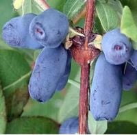 product-compare-61063441