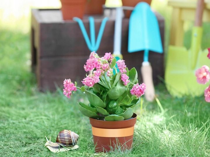 TAŚMA MIEDZIANA ŚRODEK SPOSÓB NA ŚLIMAKI PRZECIW ŚLIMAKOM SAMOPRZYLEPNA 20M zdjęcie 2