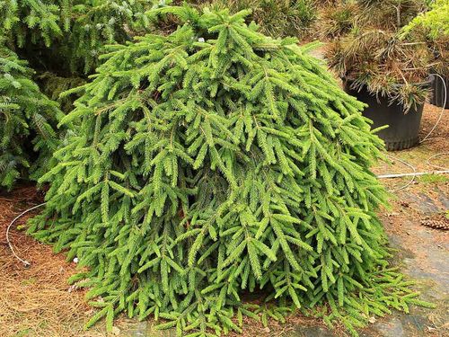 Świerk pospolity Formanek C3 na Arena.pl