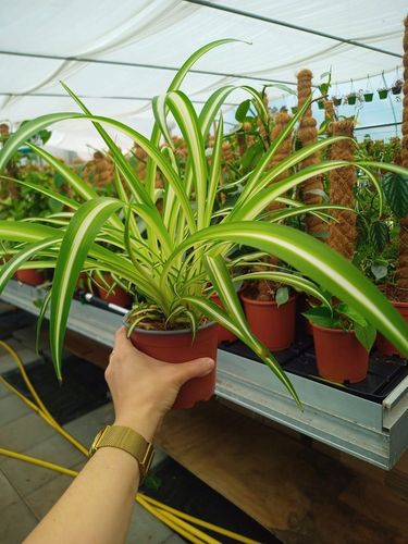 Zielistek Chlorophytum comosum Variegatum Zielistka na Arena.pl