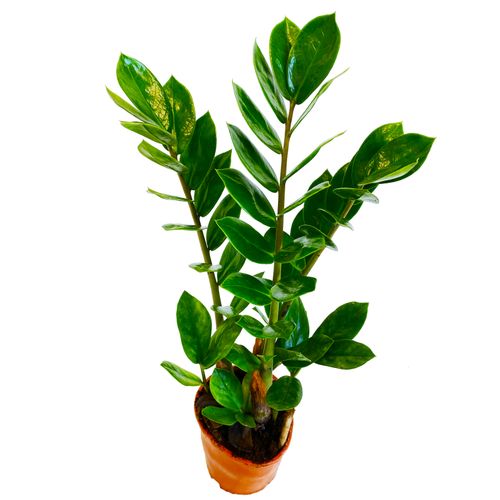 ZAMIOKULKAS (ZAMIOCULCAS) 50cm na Arena.pl