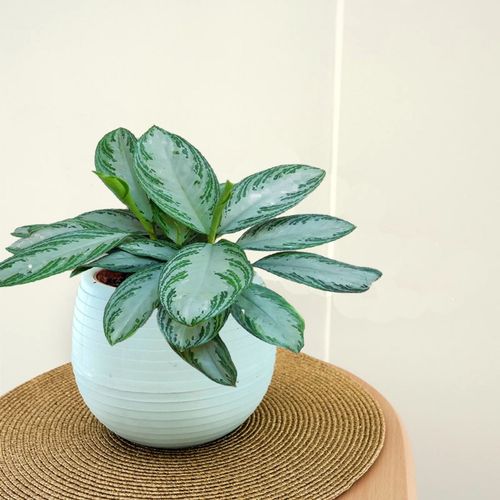 AGLAONEMA SILVER BAY 50cm na Arena.pl