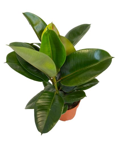 FIKUS ELASTIKA Ficus Elastica 60 cm na Arena.pl