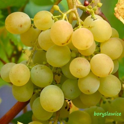 Winorośl 'Bianca' (Vitis) w doniczkach P11, wysokość 50-70 cm na Arena.pl