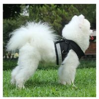 Szelki Bezuciskowe Spacerowe Regulowane Odblask Dla Kota + Smycz Rozmiar Xs