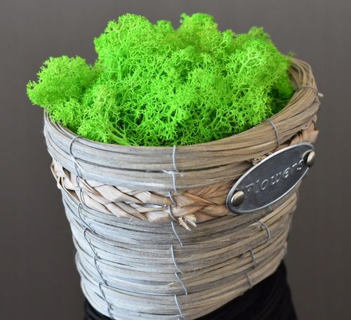 MECH + ODŻYWKA Chrobotek 500 0.5kg CZYSTY ZIELONY BOX + ODŻYWKA GRATIS na Arena.pl