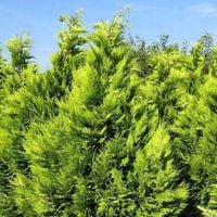 Cyprysik Lawsona IVONNE Na żywopłot Złocisty Żółty Sadzonki C3