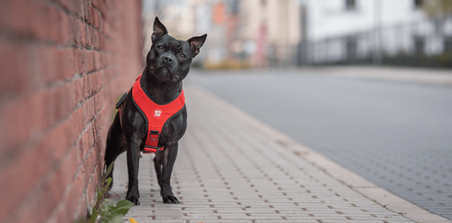 Szelki SHARPACK GUARD rozmiar M czerwone na Arena.pl