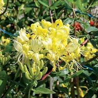 P9 WICIOKRZEW LONICERA ŻÓŁTOKWIATOWY