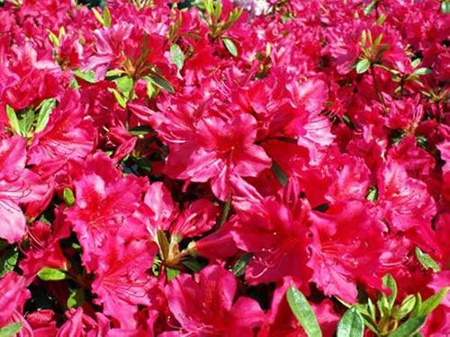 Azalia japońska Georg Arends C2 E na Arena.pl