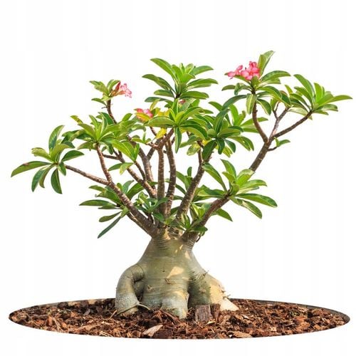 Róża pustyni ADENIUM OBESUM uroczy baobab Adenium opasłe MALUCH na Arena.pl