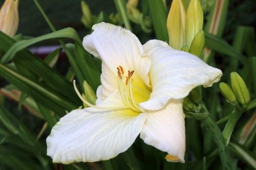 Liliowiec 'White Temptation' Biały Duże Kwiaty (Hemerocallis) Doniczka 2.0L na Arena.pl