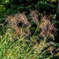 Miskant chiński PUNKTCHEN Centkowany Wysoki Sadzonki w doniczkach