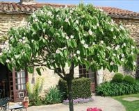 PIGWA OLBRZYMIA JABŁKOWA SZCZEPIONA NA PNIU - sadzonki 130 / 150 cm