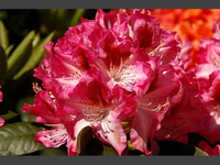 AZALIA biało - czerwona - sadzonki 60 / 80 cm