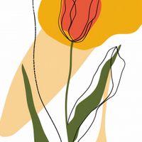 Plakat 100x100cm Przerysowany Tulipan