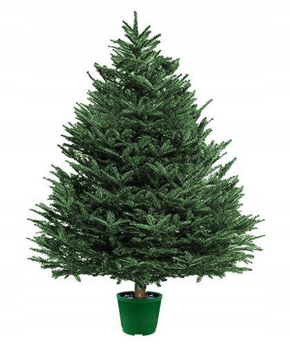 STOJAK CHOINKOWY DO CHOINKI POD CHOINKĘ 10L na Arena.pl