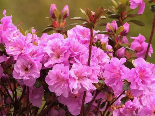 Azalia japońska Thekla C2 E na Arena.pl