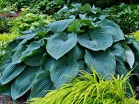 Funkia BLUE ANGEL Hosta Wysoka XL do 100cm Sadzonki w doniczkach C2