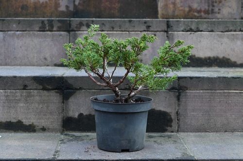Jałowiec chiński Shimpaku - Juniperus chinensis 0069 na Arena.pl