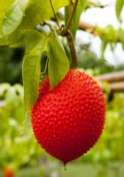 PRZEPĘKLA Momordica cochinchinensis - NASIONA 4 sztuki - 10g.