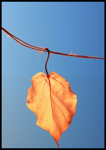 Plakat 59,4x84,1cm Ostatni Liść na Arena.pl