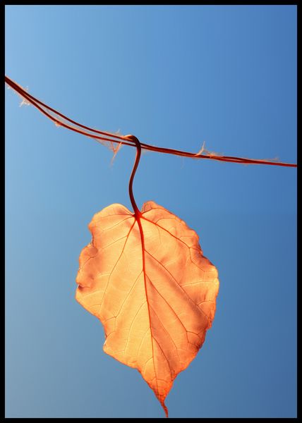 Plakat 59,4x84,1cm Ostatni Liść zdjęcie 2