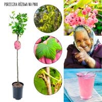 Różowa Porzeczka pienna sadzonka NA PNIU 80-120 cm