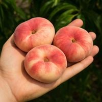 Brzoskwinia SATURN płaskie NIEZWYKŁE owoce UFO odmiana SAMOPYLNA