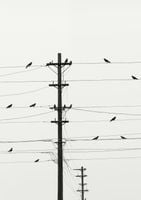 Plakat 21x29,7cm Symfonia na Drutach