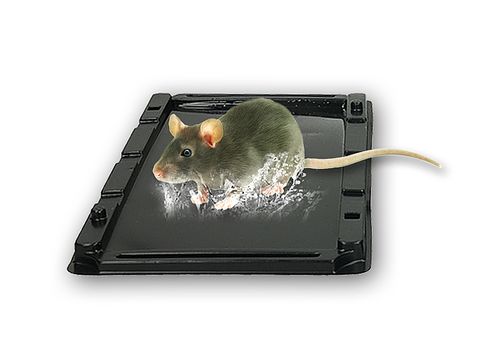 Lep przeciwko myszom No-Pest na Arena.pl